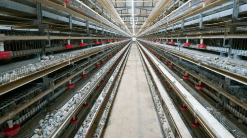 退伍不褪色 老兵攜老兵共譜致富經(jīng)——賓川縣退伍軍人創(chuàng)辦合作社助農(nóng)增收紀(jì)實